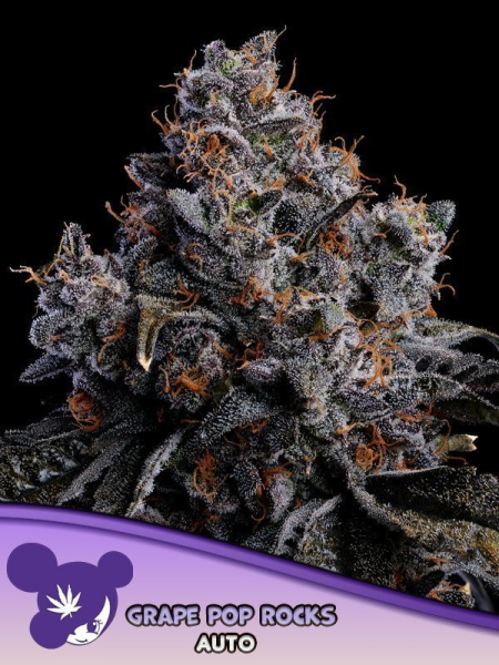 Grape Pop Rocks Auto - ANESIA SEEDS | TanieSianie.pl