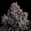 Grape Pop Rocks Auto - ANESIA SEEDS