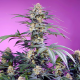 Monster Maker - SWEET SEEDS | TanieSianie.pl