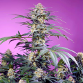 Monster Maker - SWEET SEEDS