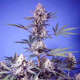 Mental Rainbow F1 Fast Version - SWEET SEEDS | TanieSianie.pl