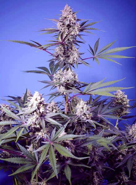 Mental Rainbow F1 Fast Version - SWEET SEEDS | TanieSianie.pl