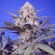 Pineapple Slush XL Auto - SWEET SEEDS | TanieSianie.pl