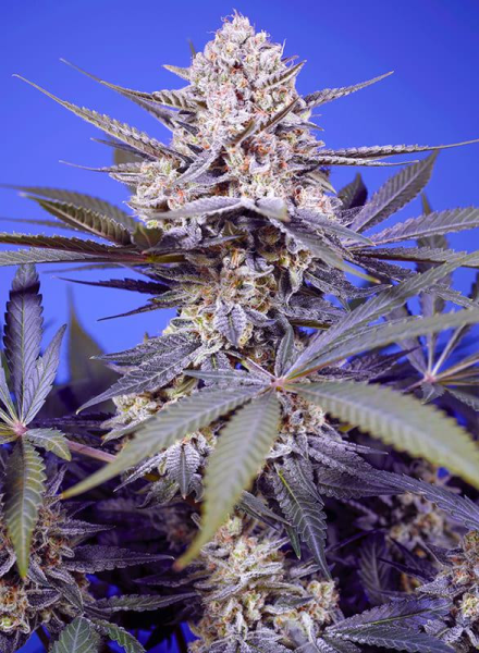 Pineapple Slush XL Auto - SWEET SEEDS | TanieSianie.pl