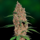 Laughing Buddha - BARNEY’S FARM | TanieSianie.pl