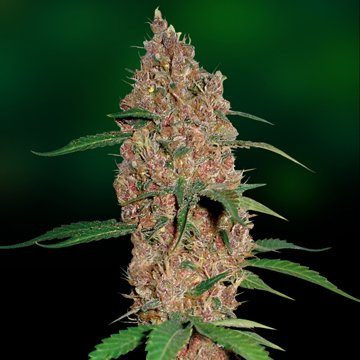 Laughing Buddha - BARNEY’S FARM | TanieSianie.pl