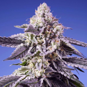Permanent Jealousy XL Auto - SWEET SEEDS | TanieSianie.pl
