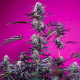 Studio 54 Stardust Auto - SWEET SEEDS | TanieSianie.pl