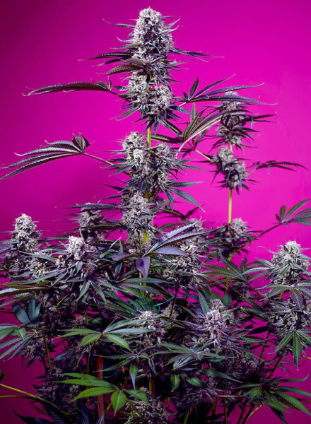 Studio 54 Stardust Auto - SWEET SEEDS | TanieSianie.pl