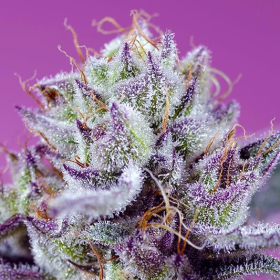 Diablo’s Delight XL Auto - SWEET SEEDS | TanieSianie.pl