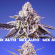 Tropical & Delicious Mix - SWEET SEEDS | TanieSianie.pl