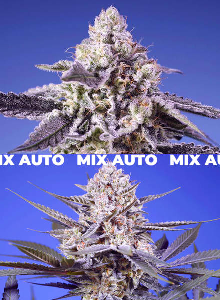 Tropical & Delicious Mix - SWEET SEEDS | TanieSianie.pl