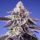 Tropical & Delicious Mix - SWEET SEEDS | TanieSianie.pl