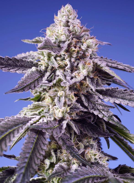 Tropical & Delicious Mix - SWEET SEEDS | TanieSianie.pl