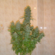 Skunk #11 - DUTCH PASSION | TanieSianie.pl