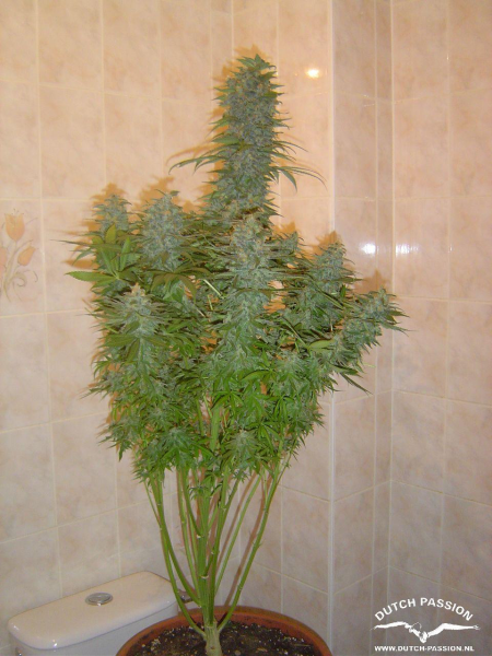 Skunk #11 - DUTCH PASSION | TanieSianie.pl