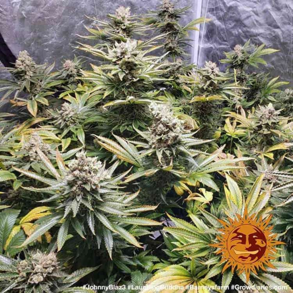 Laughing Buddha - BARNEY’S FARM | TanieSianie.pl
