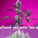 Fruity & Delicious Mix - SWEET SEEDS | TanieSianie.pl