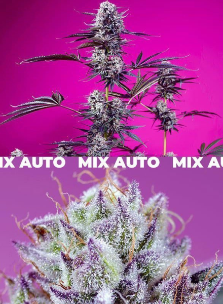 Fruity & Delicious Mix - SWEET SEEDS | TanieSianie.pl