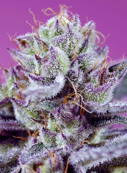 Fruity & Delicious Mix - SWEET SEEDS | TanieSianie.pl