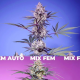 Sweet Monster Mix - SWEET SEEDS | TanieSianie.pl