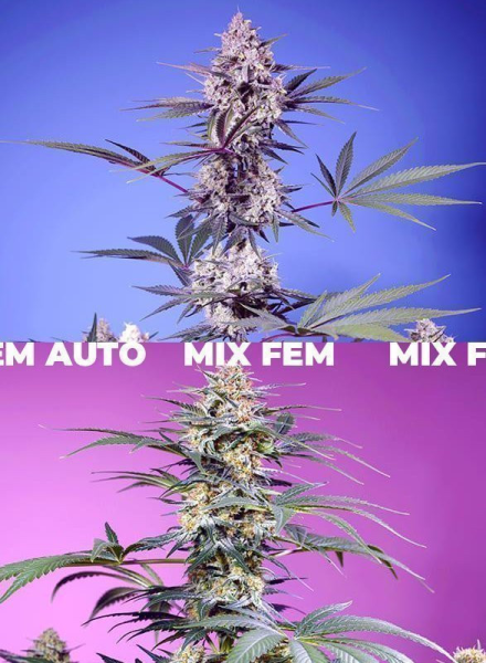 Sweet Monster Mix - SWEET SEEDS | TanieSianie.pl