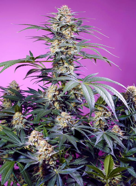 Sweet Monster Mix - SWEET SEEDS | TanieSianie.pl