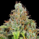 Sticky Boof Auto - ANESIA SEEDS | TanieSianie.pl