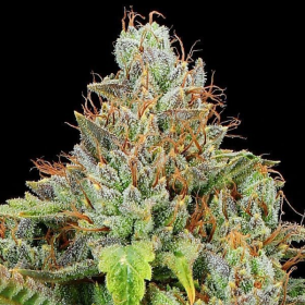 Sticky Boof Auto - ANESIA SEEDS | TanieSianie.pl