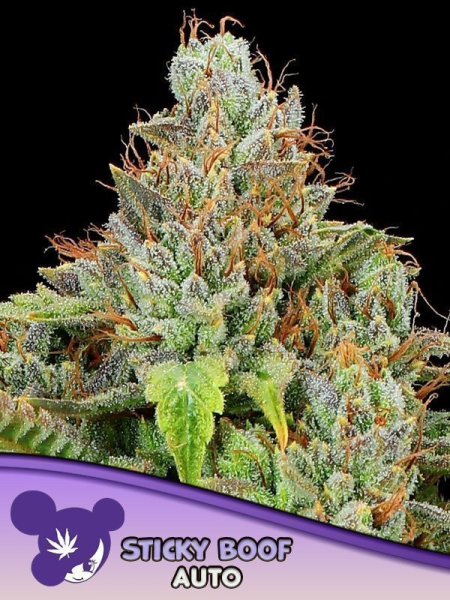 Sticky Boof Auto - ANESIA SEEDS | TanieSianie.pl