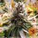 Laughing Buddha - BARNEY’S FARM | TanieSianie.pl