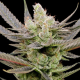 Glowberry Rush Auto - ANESIA SEEDS | TanieSianie.pl
