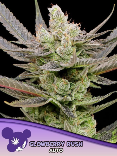 Glowberry Rush Auto - ANESIA SEEDS | TanieSianie.pl