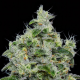Dankberry Auto - ANESIA SEEDS | TanieSianie.pl