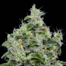 Dankberry Auto - ANESIA SEEDS | TanieSianie.pl