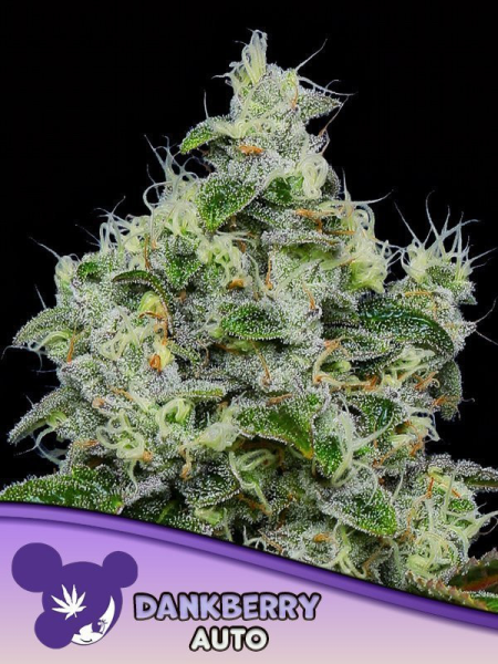 Dankberry Auto - ANESIA SEEDS | TanieSianie.pl