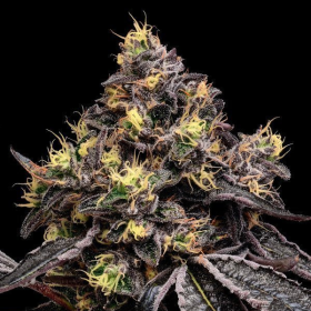 Glowberry Rush - ANESIA SEEDS | TanieSianie.pl
