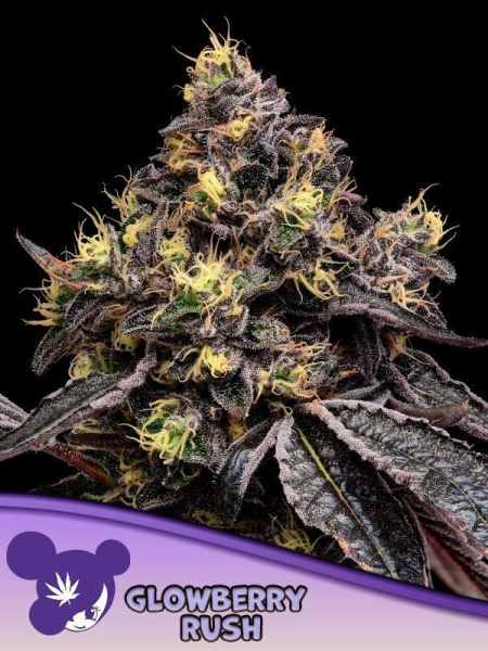 Glowberry Rush - ANESIA SEEDS | TanieSianie.pl