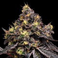 Glowberry Rush - ANESIA SEEDS