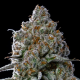 Fryday Boof - ANESIA SEEDS | TanieSianie.pl