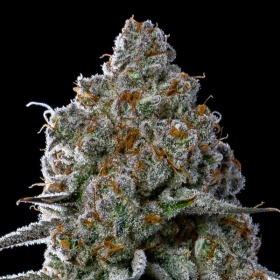 Fryday Boof - ANESIA SEEDS | TanieSianie.pl