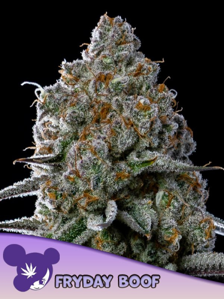 Fryday Boof - ANESIA SEEDS | TanieSianie.pl