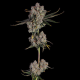 Candy Games #38 - HAPPY VALLEY GENETICS | TanieSianie.pl