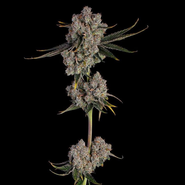Candy Games #38 - HAPPY VALLEY GENETICS | TanieSianie.pl
