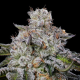Chaos Cake Auto - ANESIA SEEDS | TanieSianie.pl