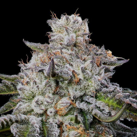 Chaos Cake Auto - ANESIA SEEDS | TanieSianie.pl