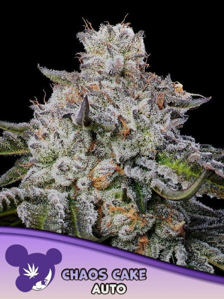 Chaos Cake Auto - ANESIA SEEDS | TanieSianie.pl