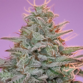 Sinai - ANESIA SEEDS | TanieSianie.pl