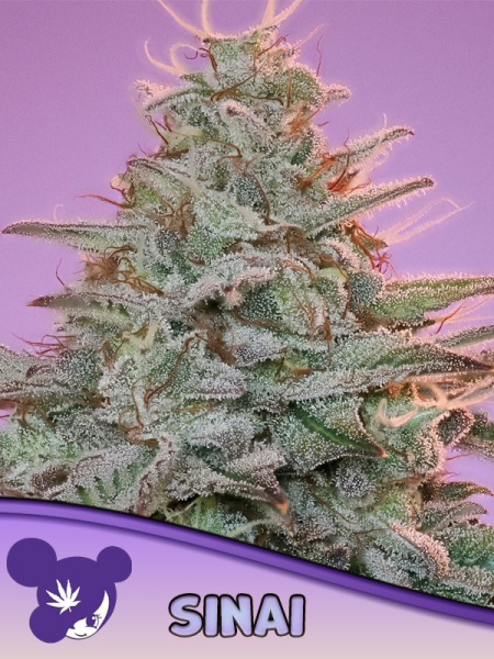 Sinai - ANESIA SEEDS | TanieSianie.pl