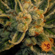 Laughing Buddha - BARNEY’S FARM | TanieSianie.pl